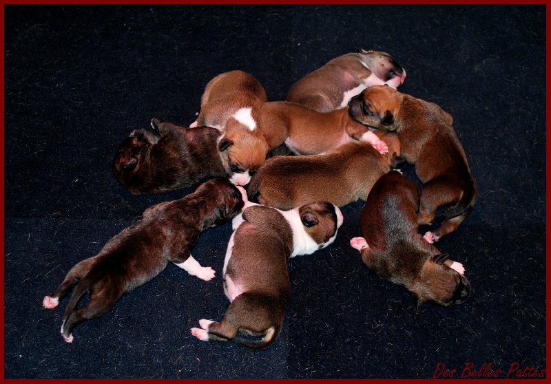 Des Belles Pattes - American Staffordshire Terrier - Portée née le 28/05/2011