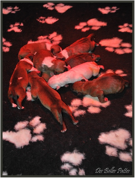 Des Belles Pattes - American Staffordshire Terrier - Portée née le 14/04/2010