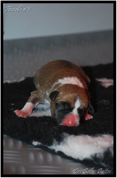 Chiots de Volverin et Capsule
